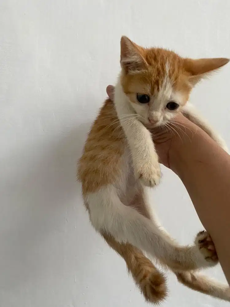 kucing kitten gratis adopsi. jantan sehat pup pasir makan lahap