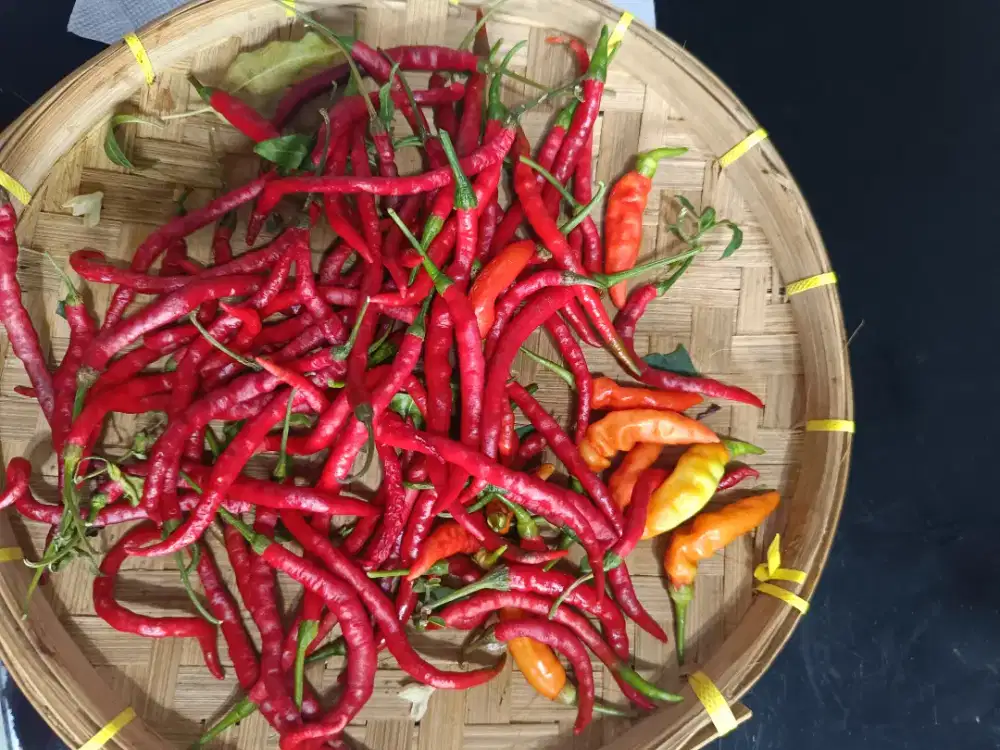 Cabe fresh dan frozen