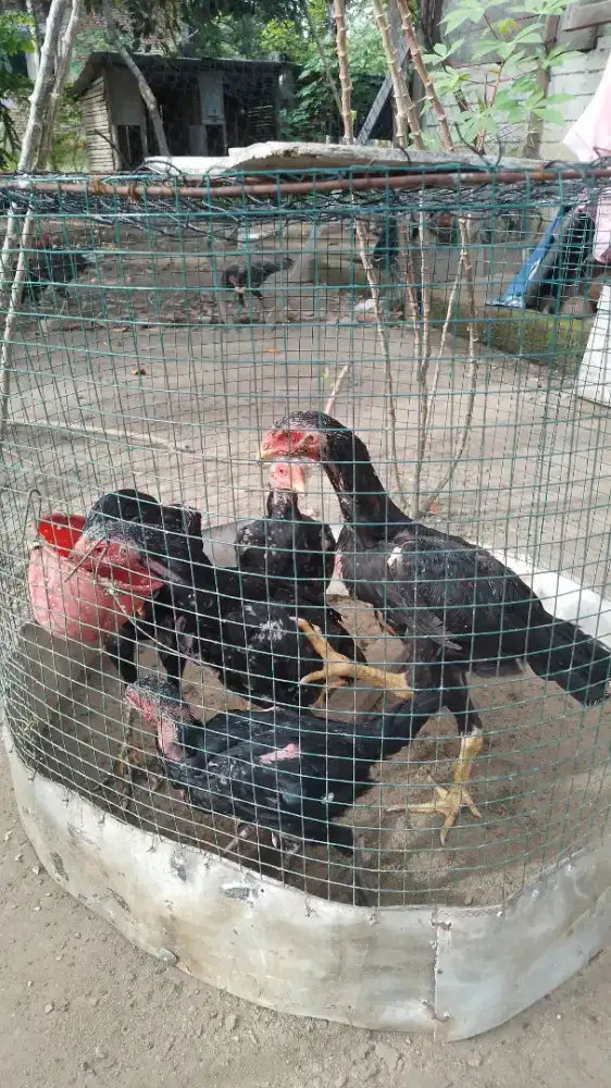 Anak Ayam Bangkok Jumbo