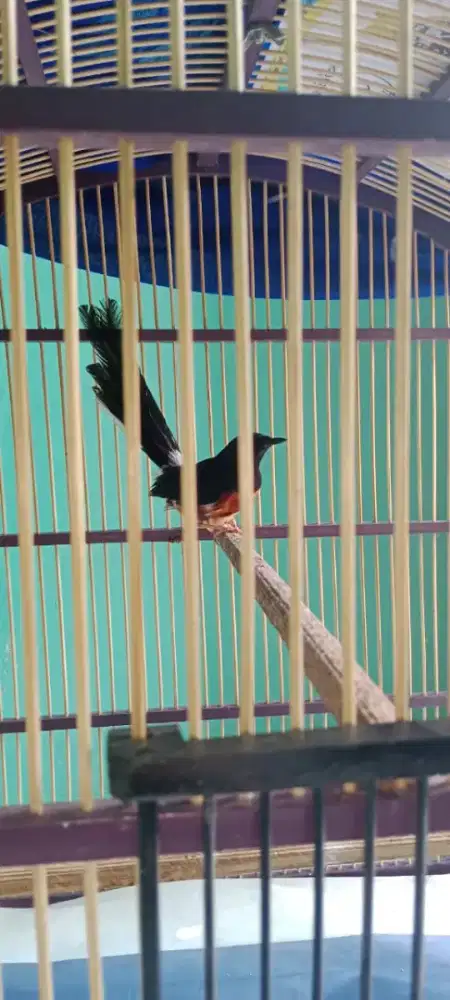Murai batu pastol