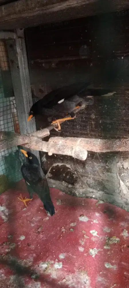 Jalak kebo sepasang udh yusun sarang