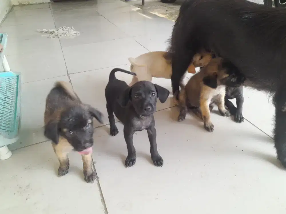Anak anjing kampung