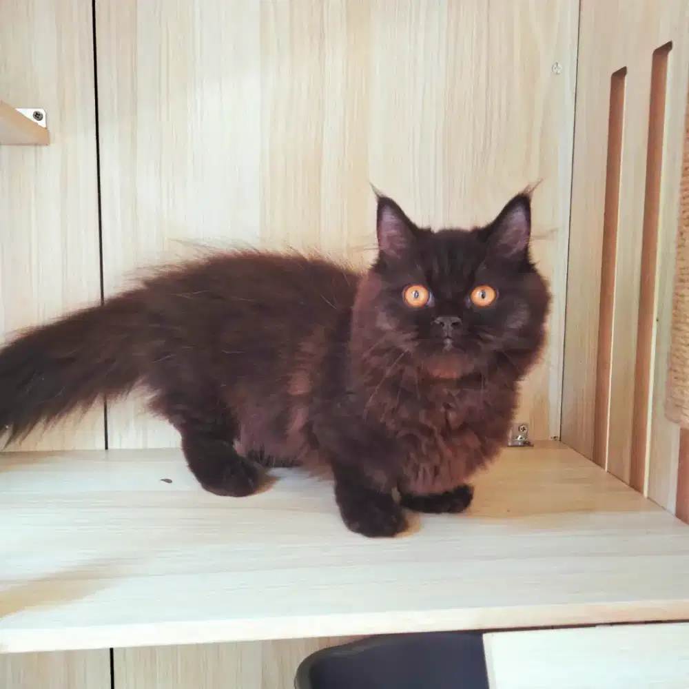 KUCING MUNCHKIN BETINA