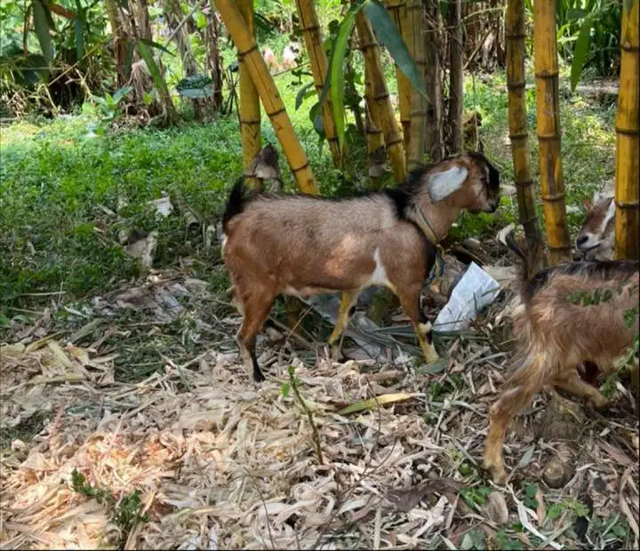 Kambing kelas ekonomis nego tipis yuk
