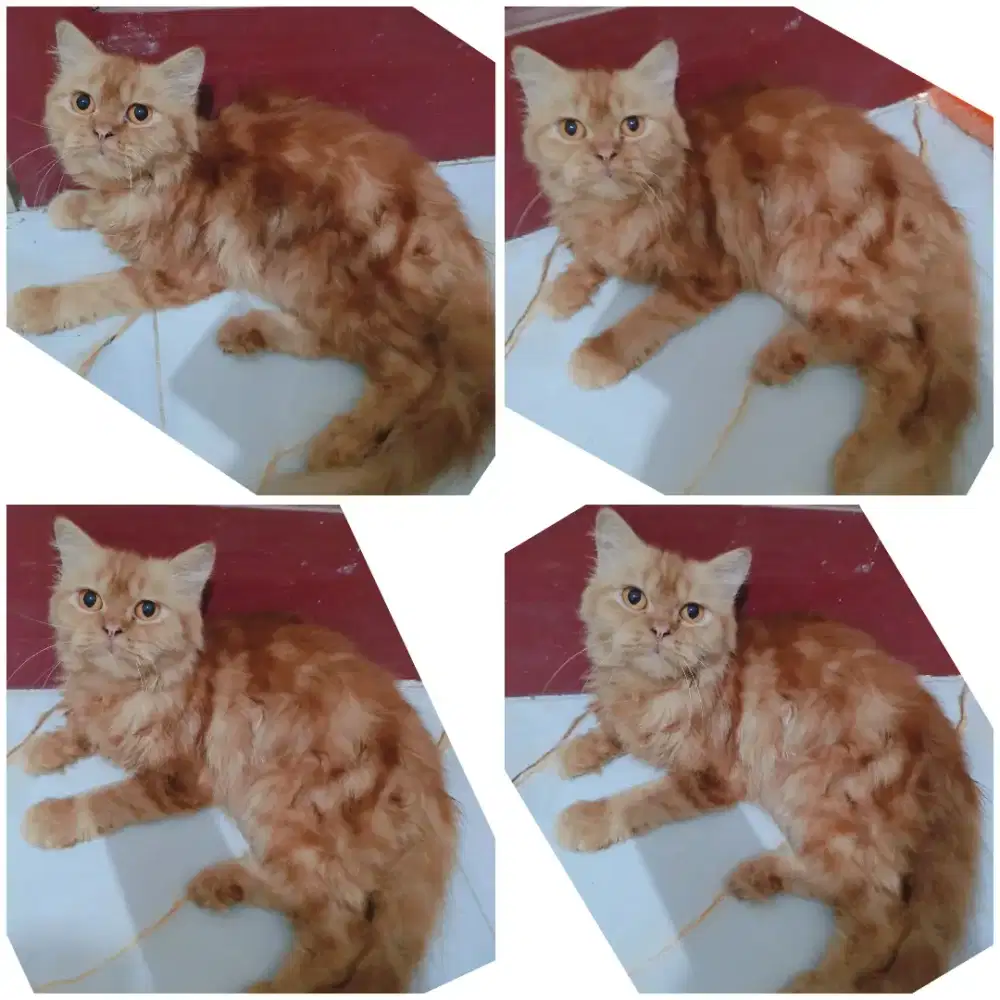 Kucing persia flatnose