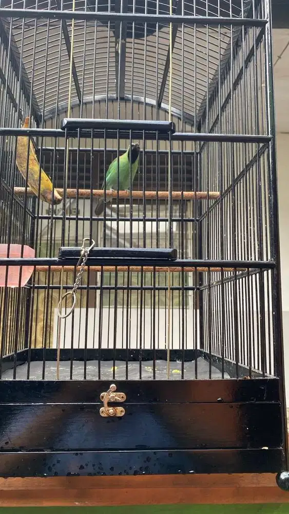 Burung gacoran fullset