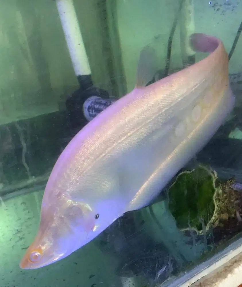 Ikan albino 16cm