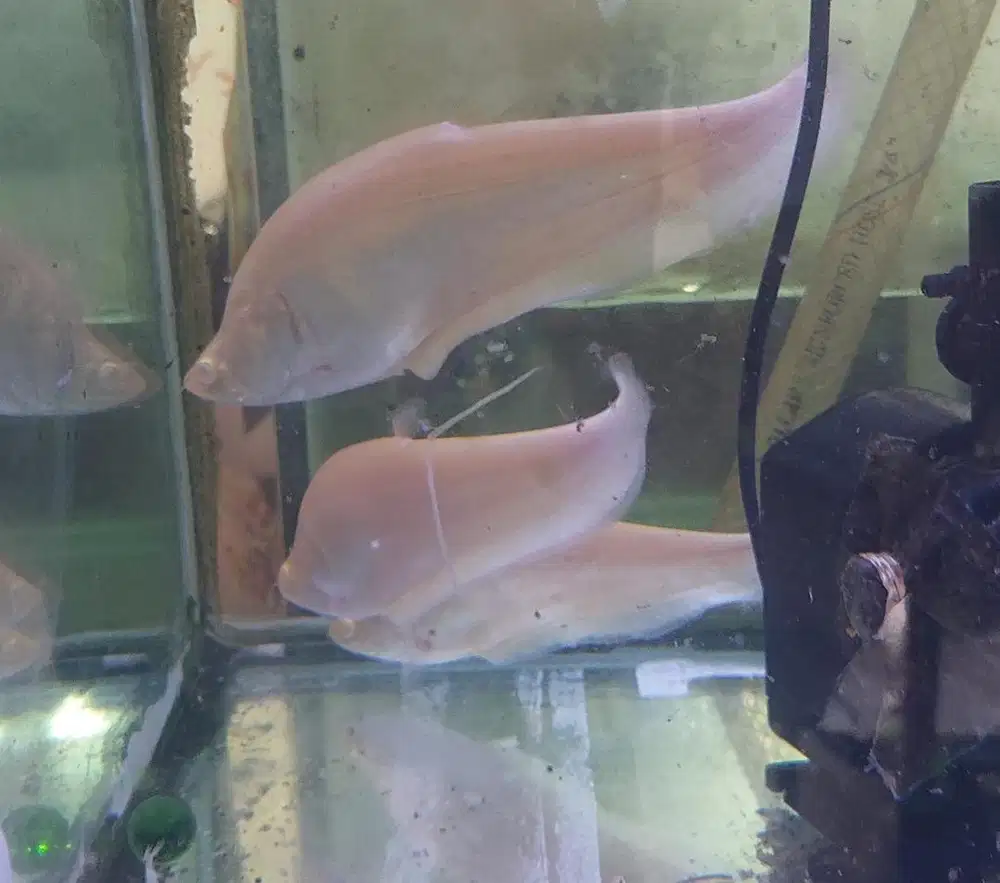 Ikan hias albino 32cm