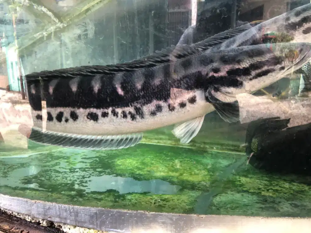 Toman ukuran 42-44 cm Hitam ngu.
