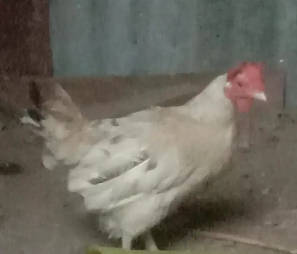 Ayam kampung afkir
