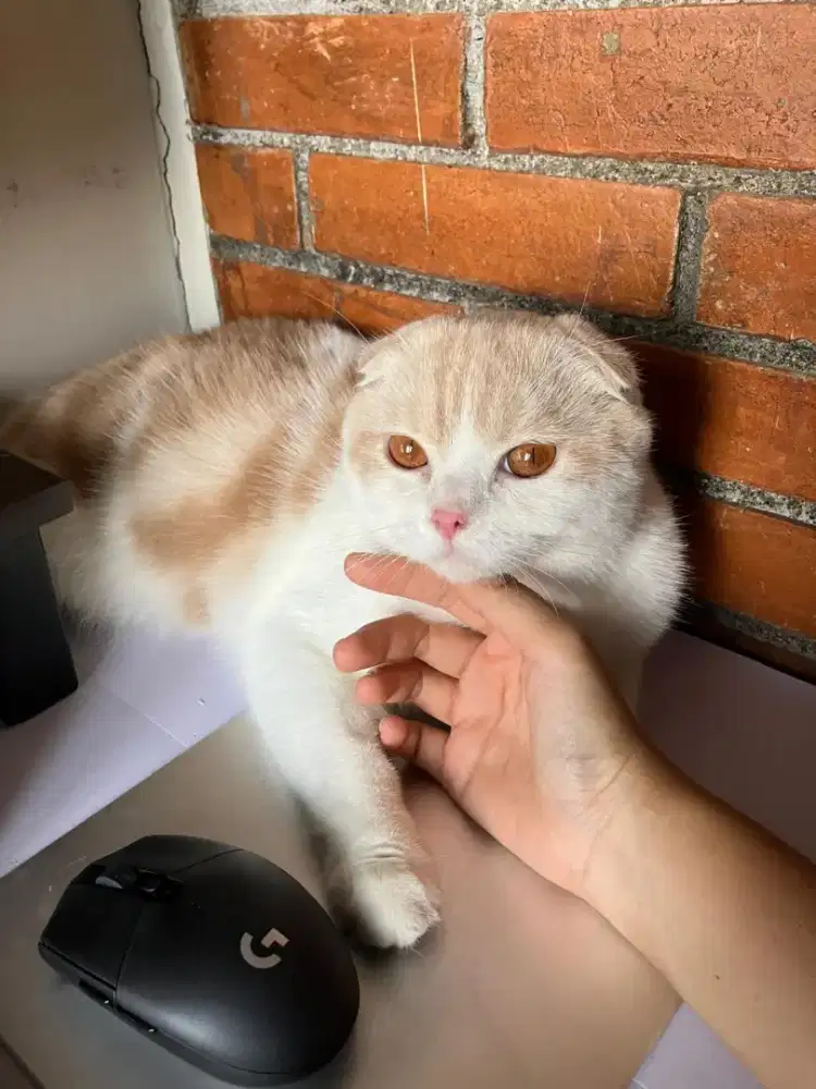 Pacak Scottish Fold dan Persia