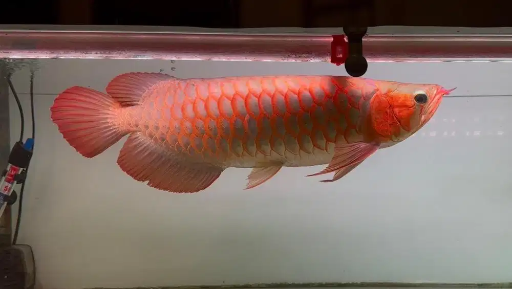 Ikan arwana SR SuperRed 50cm