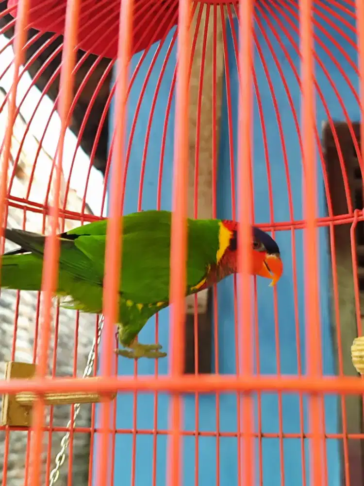 BURUNG ASLI SULAWESI RAWATAN FULLSET