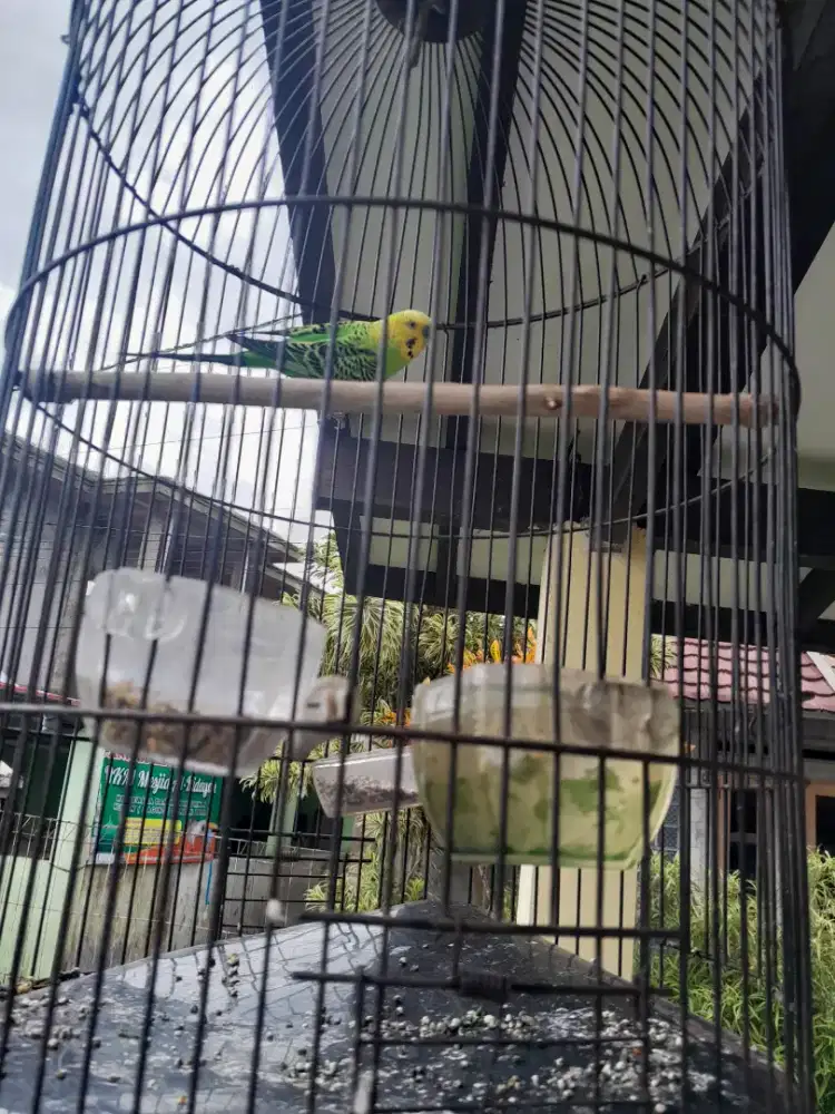 Jual burung parkit 3 ekor gacoran semua