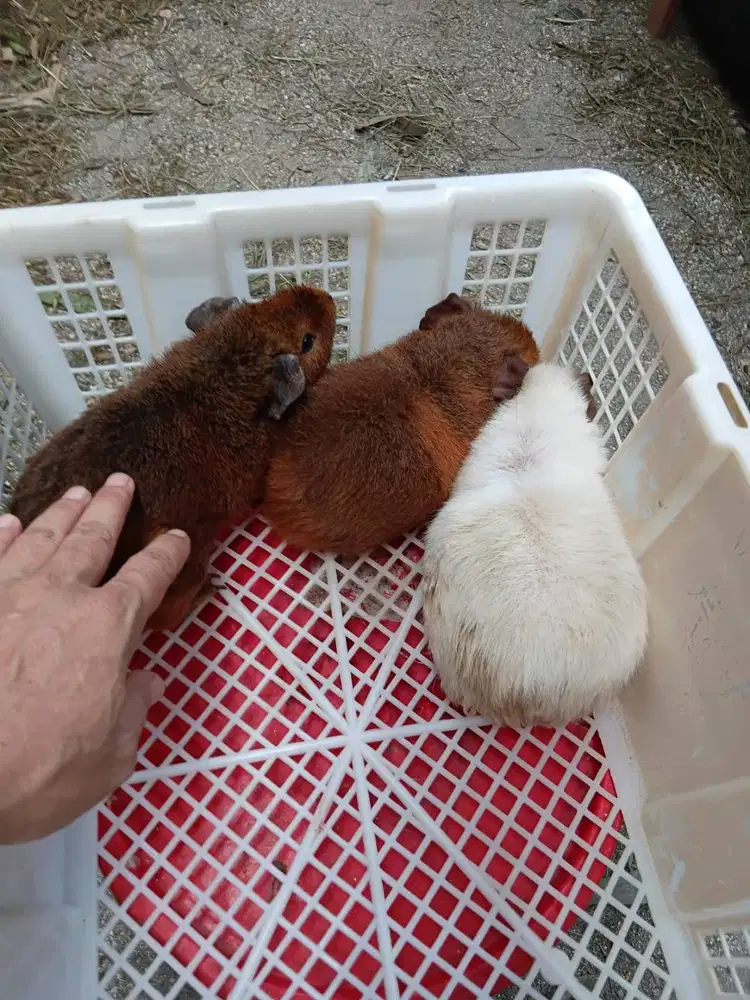 MARMUT / GIUNEA PIG  TEDDY  TURUNAN IMPORT