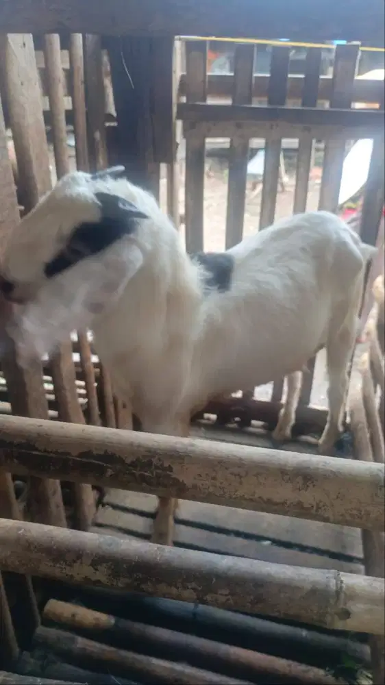 Kambing kurban harga terjangkau