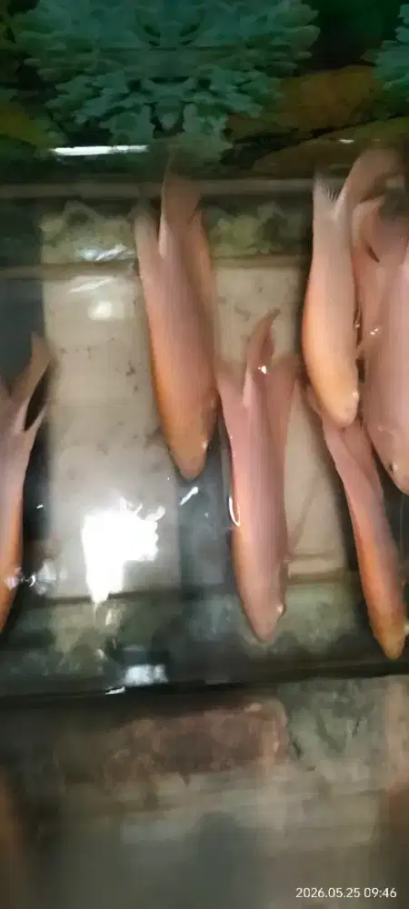 Ikan Gurame Padang