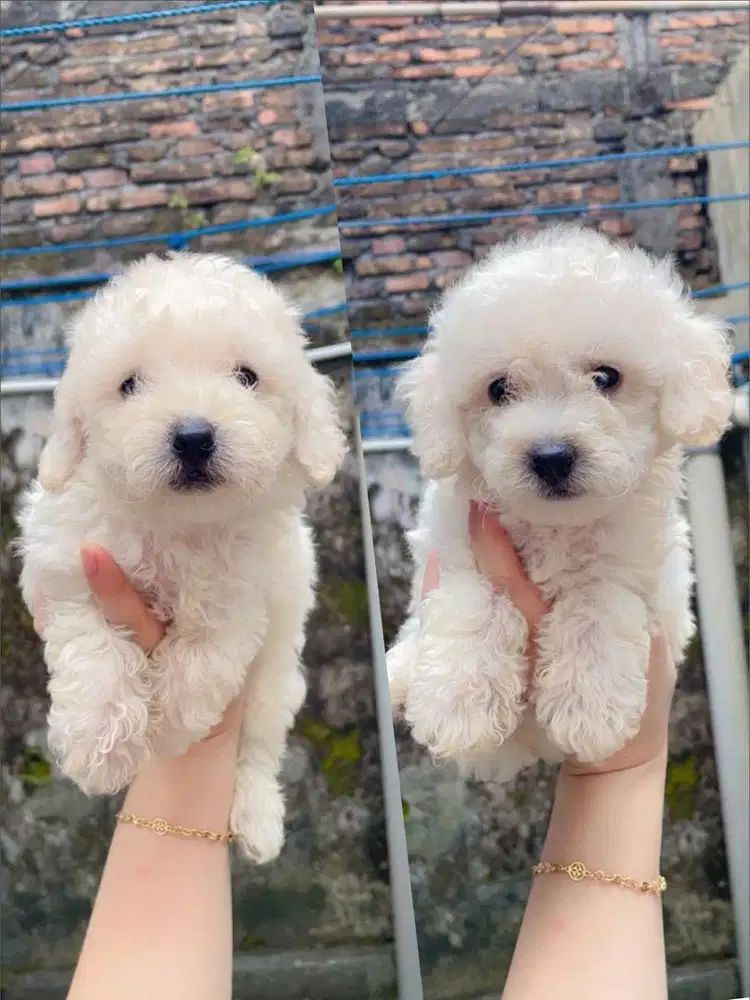 Poodle betina putih