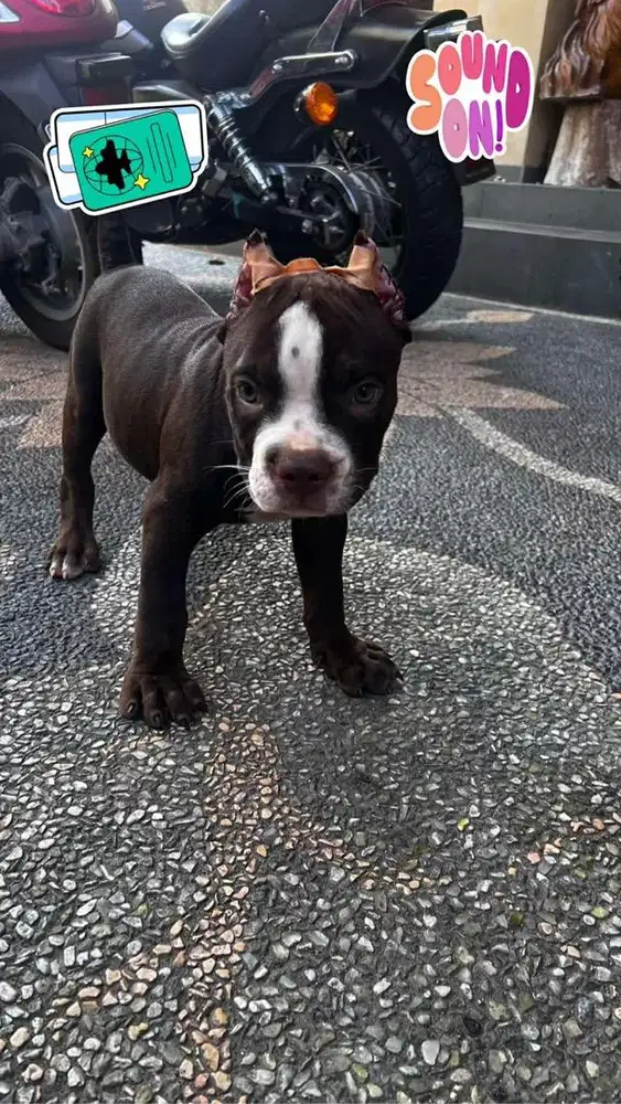 anjing pitbul jantan
