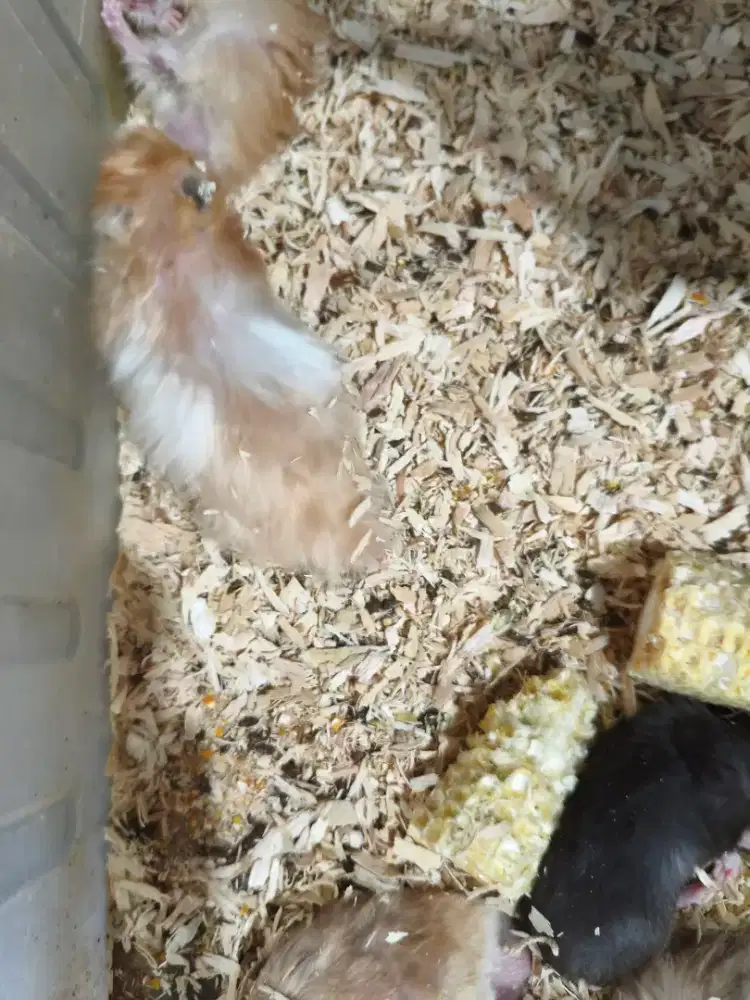 Hamster syrian & winter