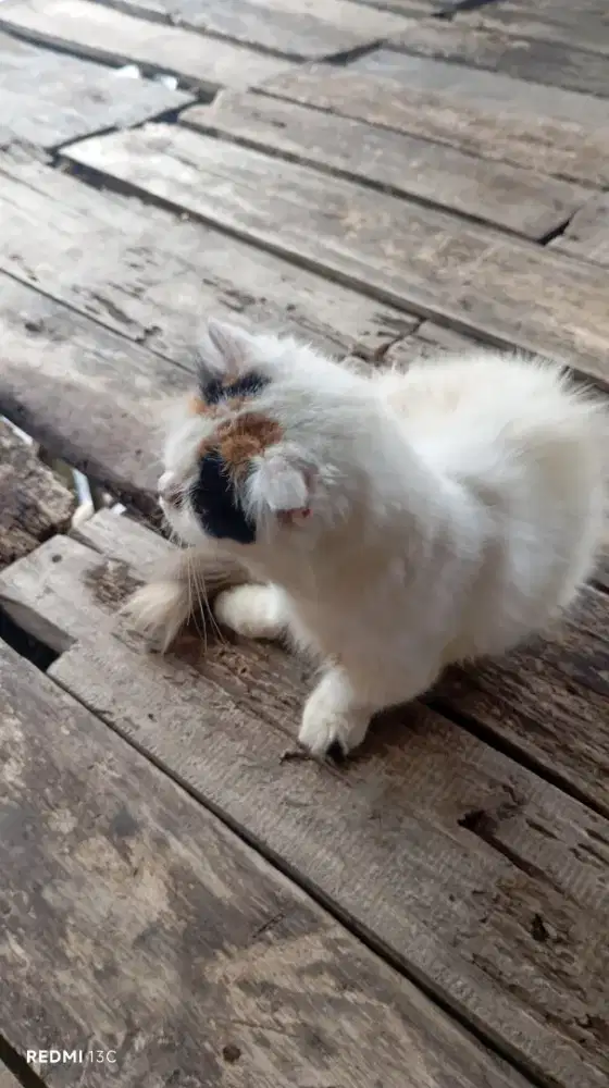 Menjual kucing Munchkin