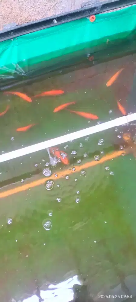Ikan Gurame Padang