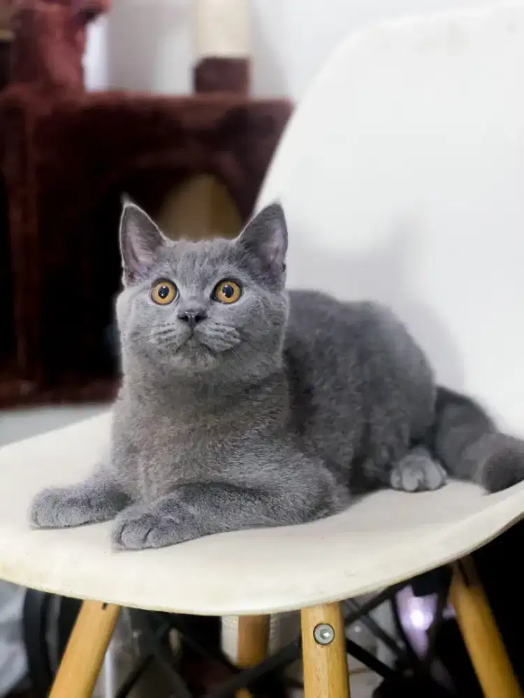 BSH British Short Hair