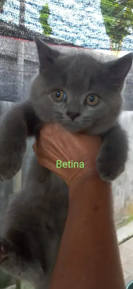 BSH gemoy sepasang jantan dan betina