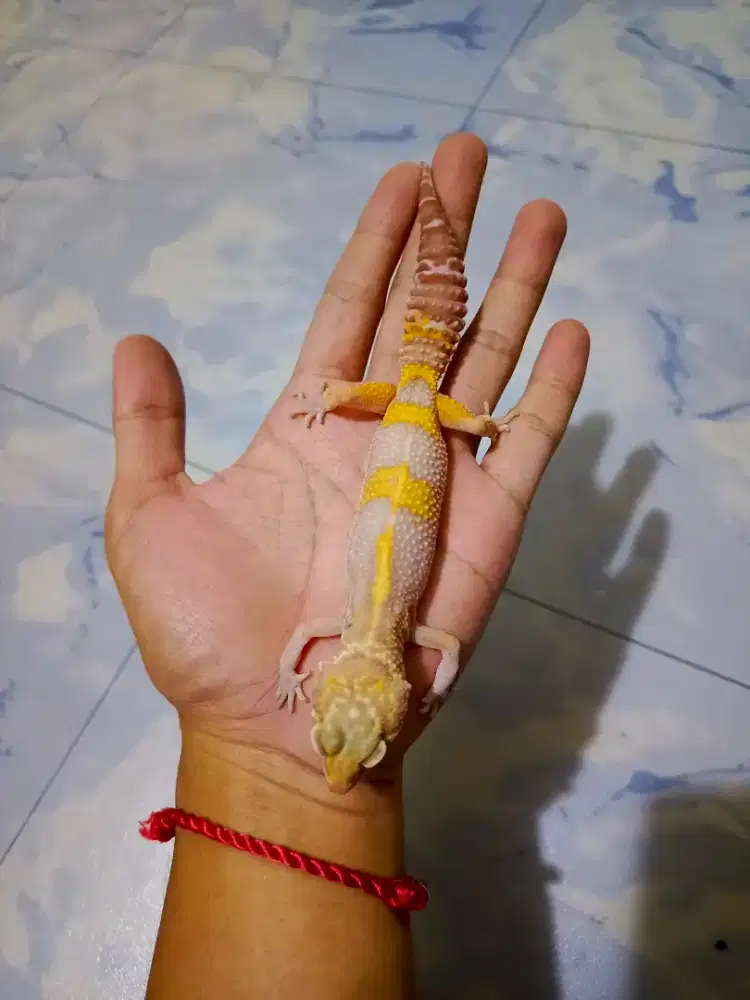leopard gecko cantik