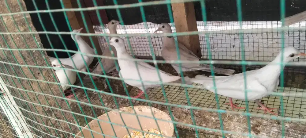 Burung puter albino mata merag