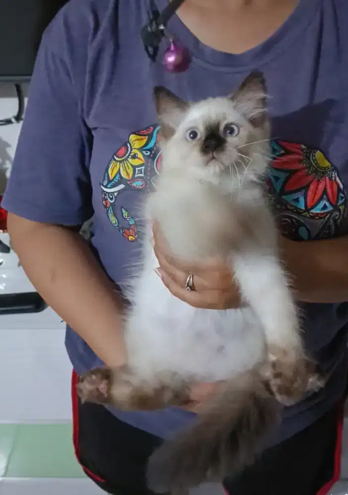 Kitten Ragdoll x Himalaya.. Lucu manja gemesin..