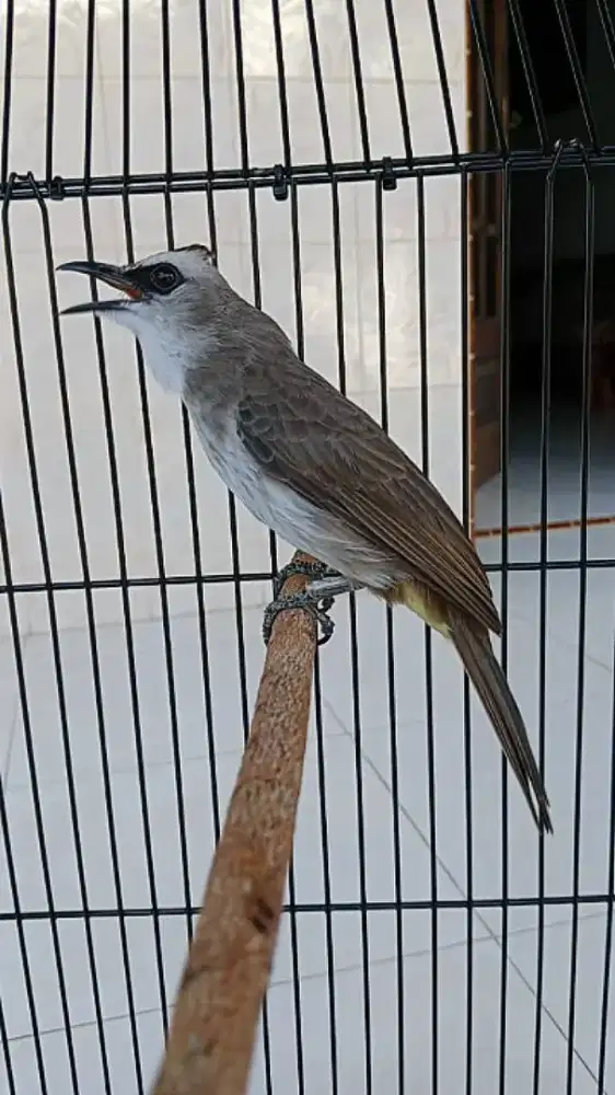Jual burung trucuk ropel garuda