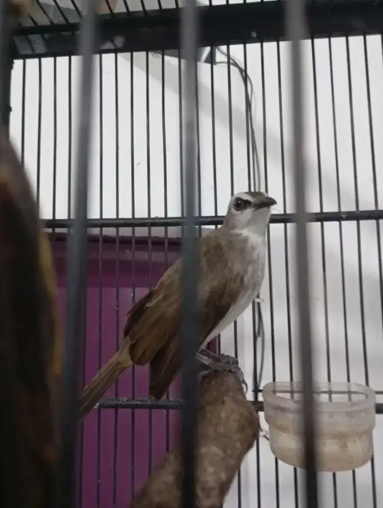 Jual burung trucuk ropel garuda