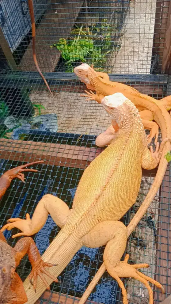 Albino indukkan 3 ekor ( jantan red albino, betina 2ekor green albino)