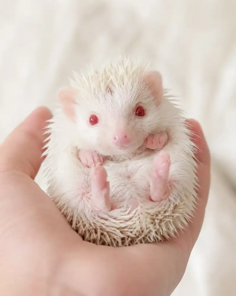 di jual landak mini albino