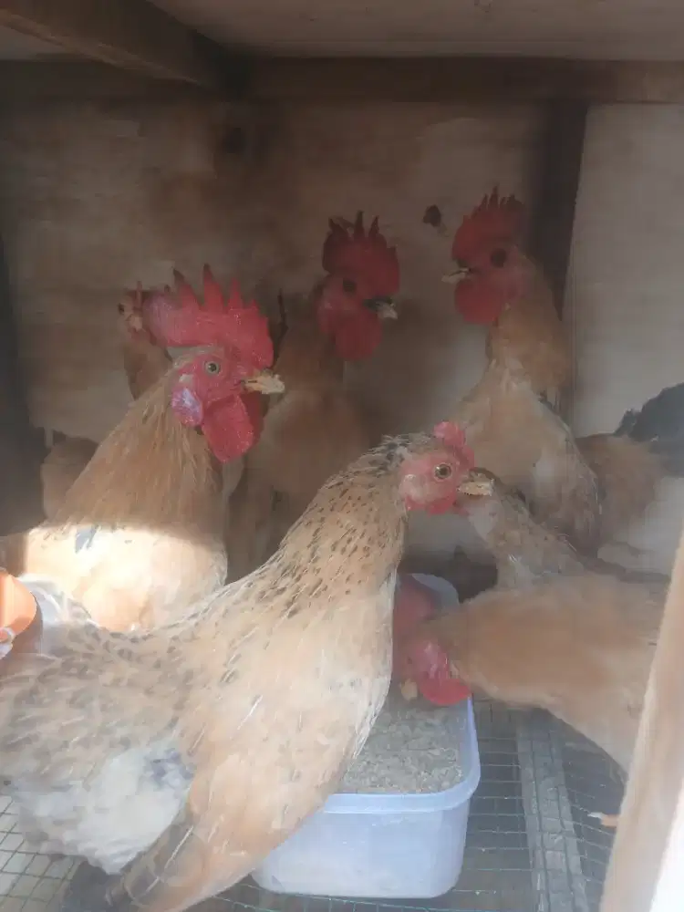 Dijual ayam serama 7 ekor siap telur
