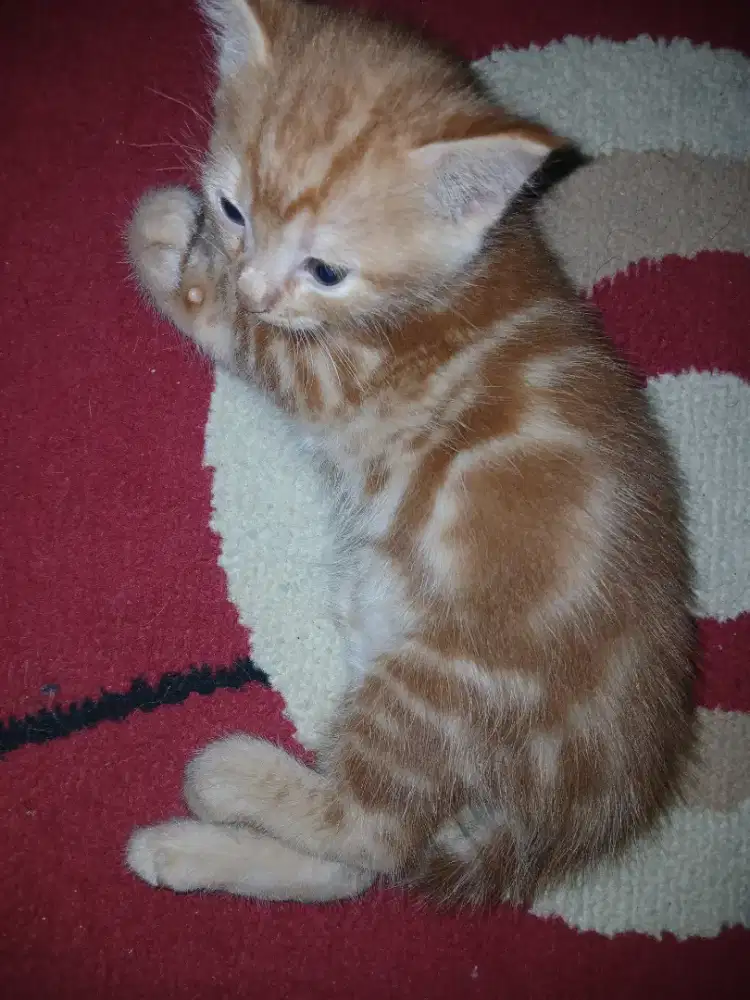 Kucing campuran anggora
