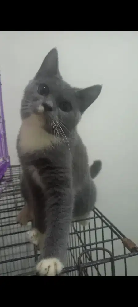 Kucing british shorthair