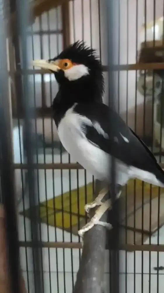 jalak suren brisik