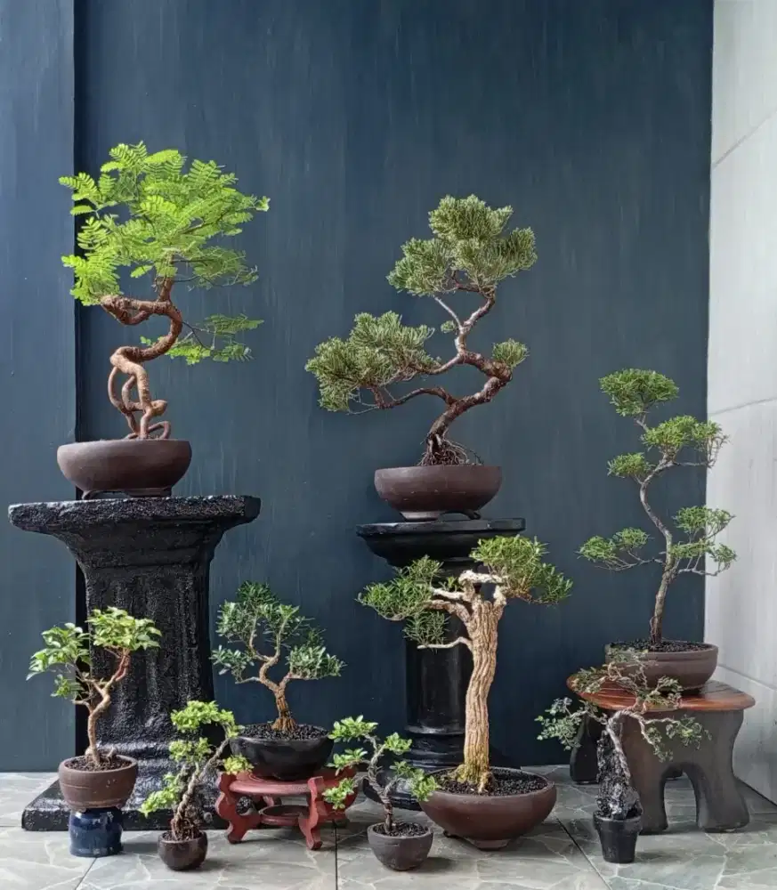 Mini bonsai murah ada 9 pot