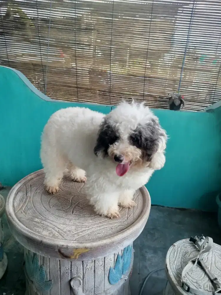poodle jantan party