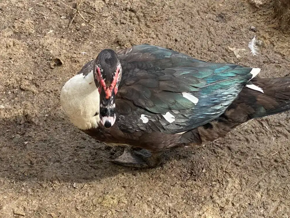 Bebek murah lokasi ciranjang