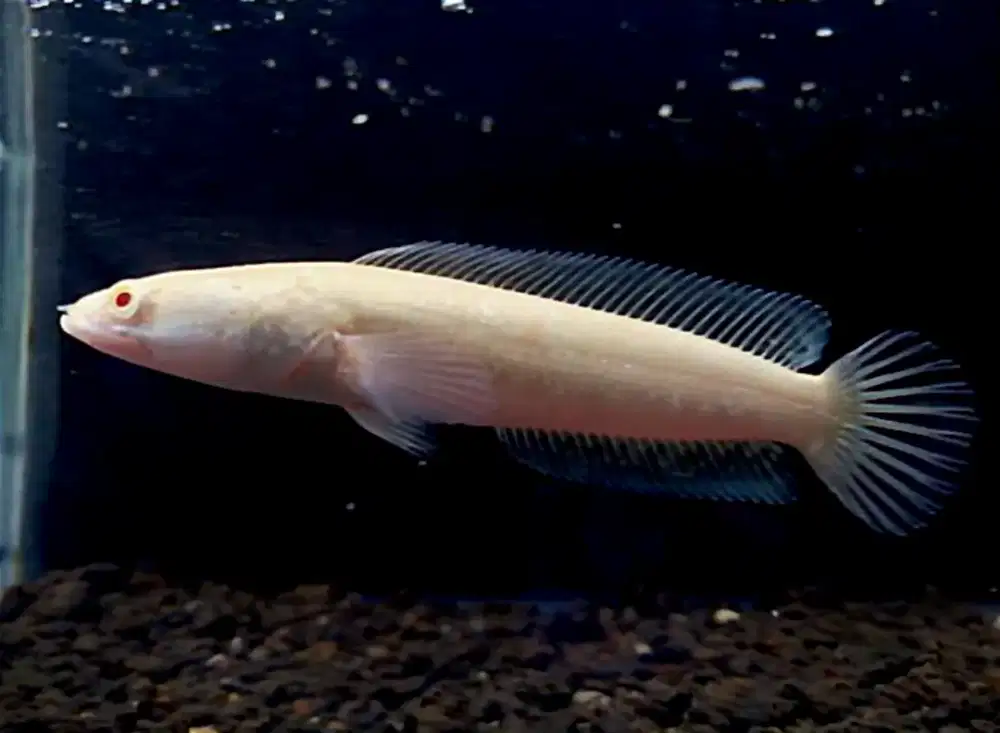 Channa striata albino