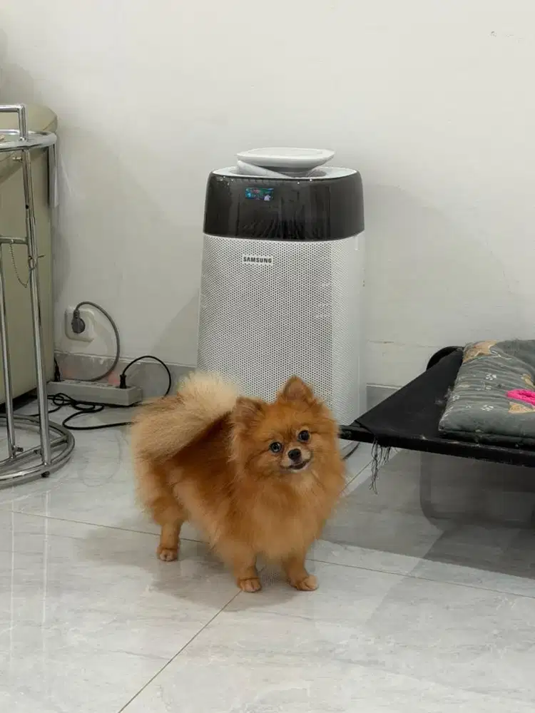 Jual Pomeranian Betina 2 tahun