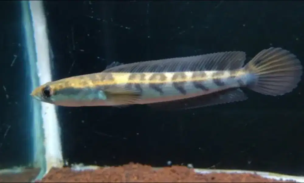 Ikan Channa maru ys