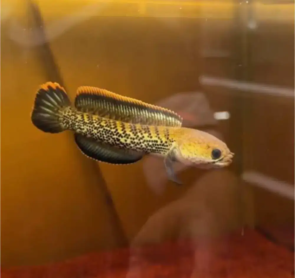 Channa stewarti