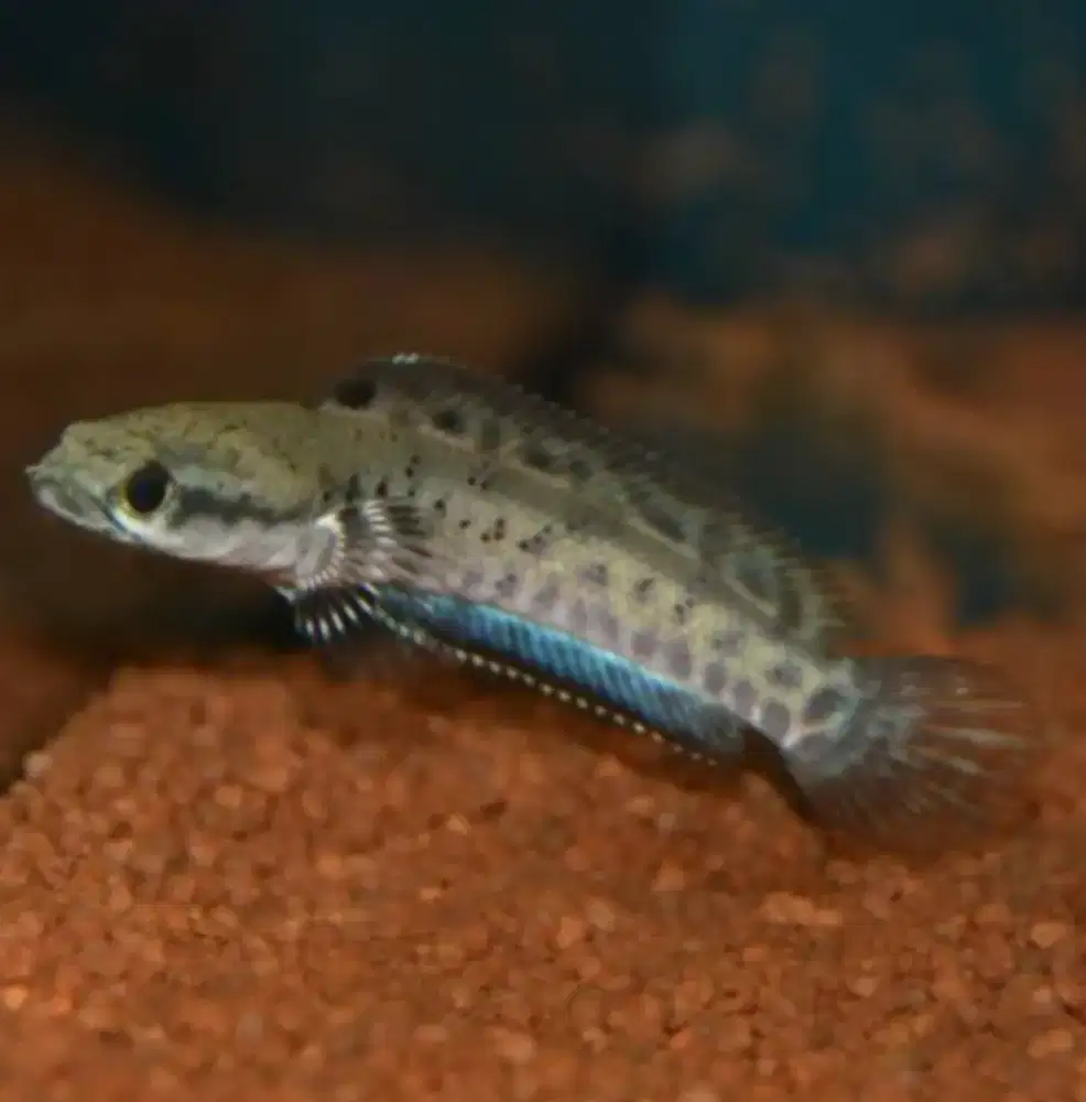 Channa blue pulchra
