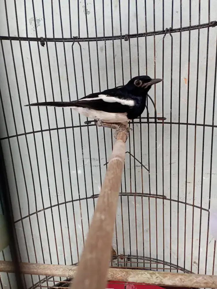 Burung kacer jantan deker mapan rajin bunyi