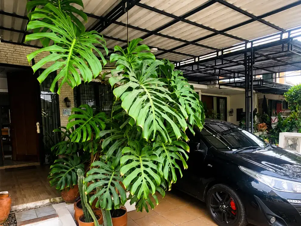DI JUAL RUMAH CLUSTER FORTUNE SPRING GRAHA RAYA BINTARO SERPONG DI TANGERANG SELATAN