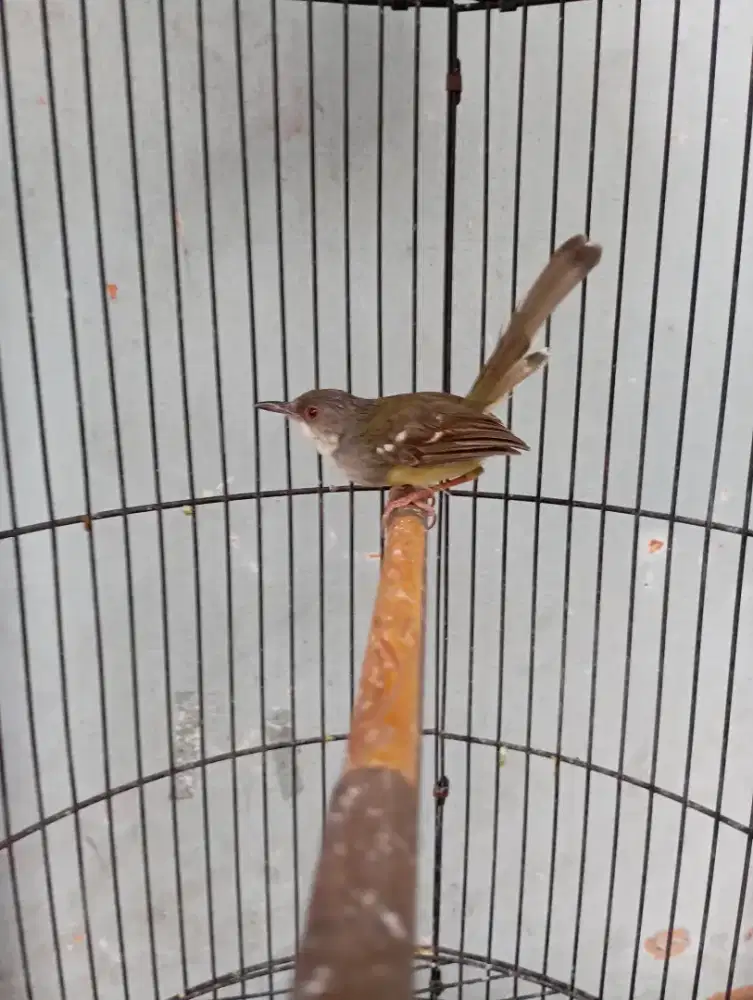 Burung cisem ciblek semi jantan pur total